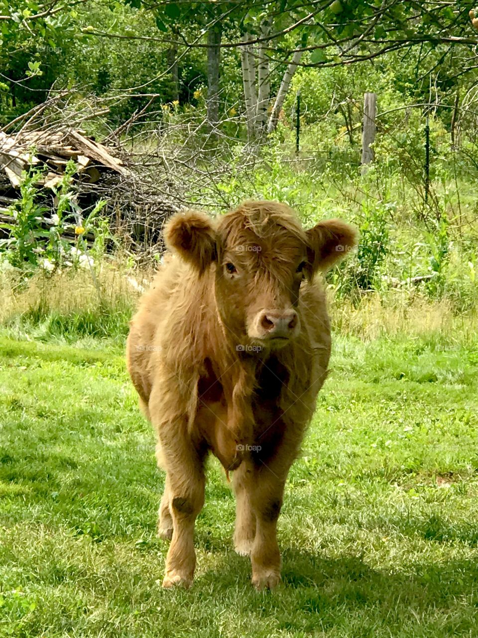 Waiting for more apples