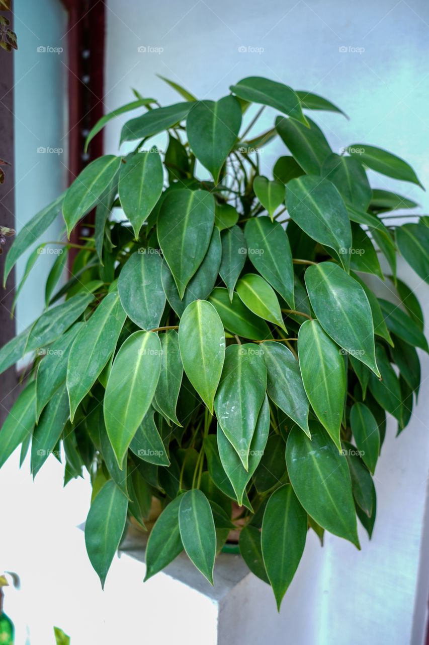 Portraits of a plant 