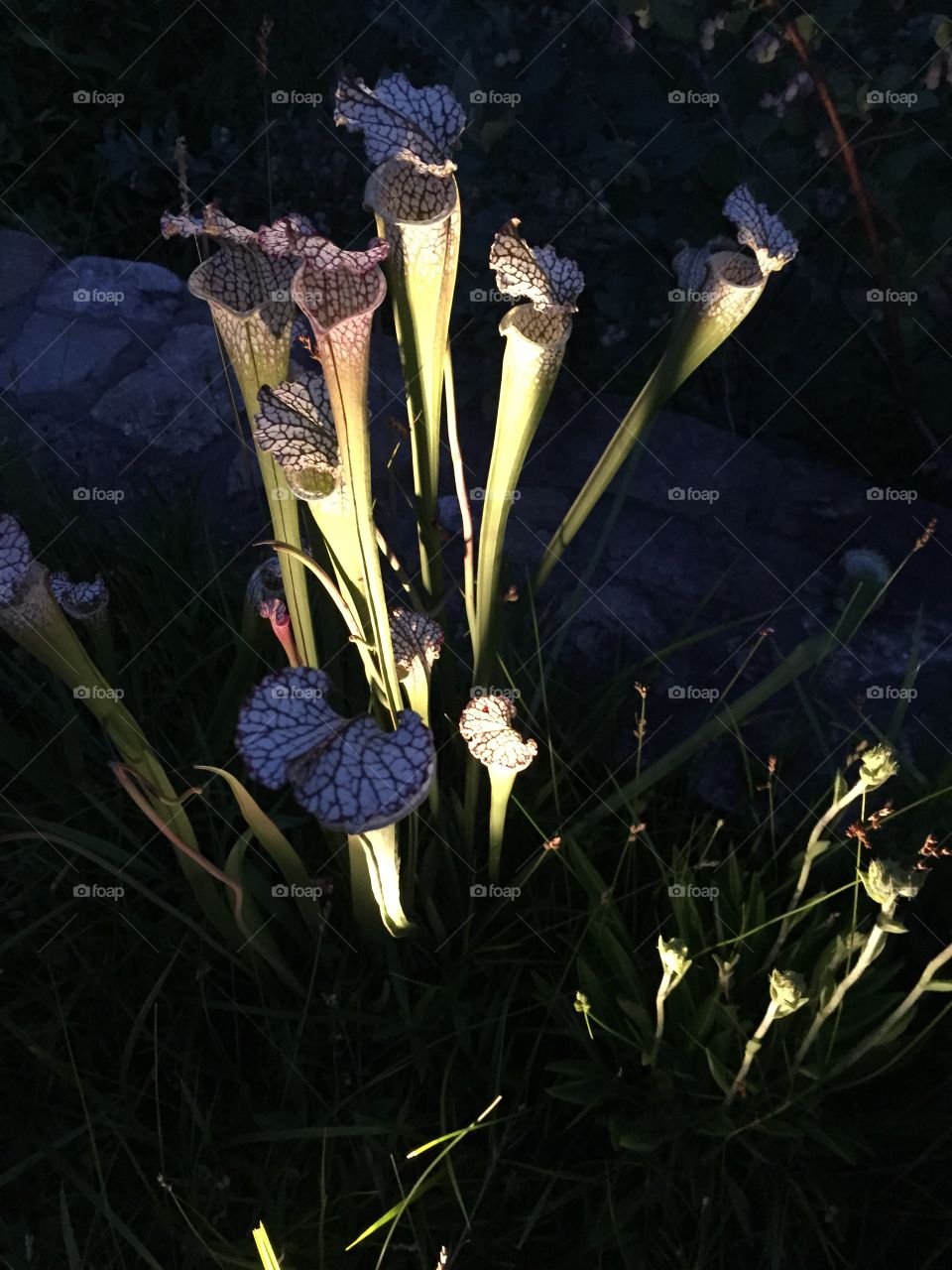 Elevated view of pitcher plant