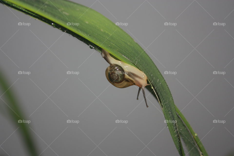 snail on grass
