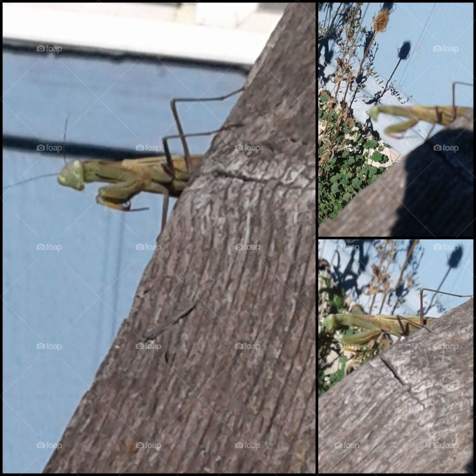 praying mantis