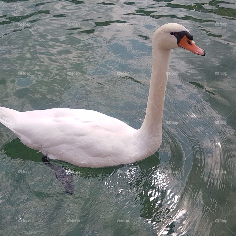 Swan