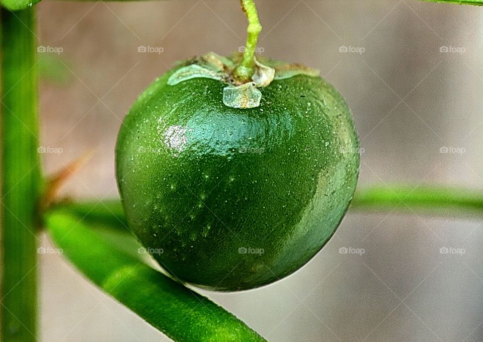 Macro image of a fruit