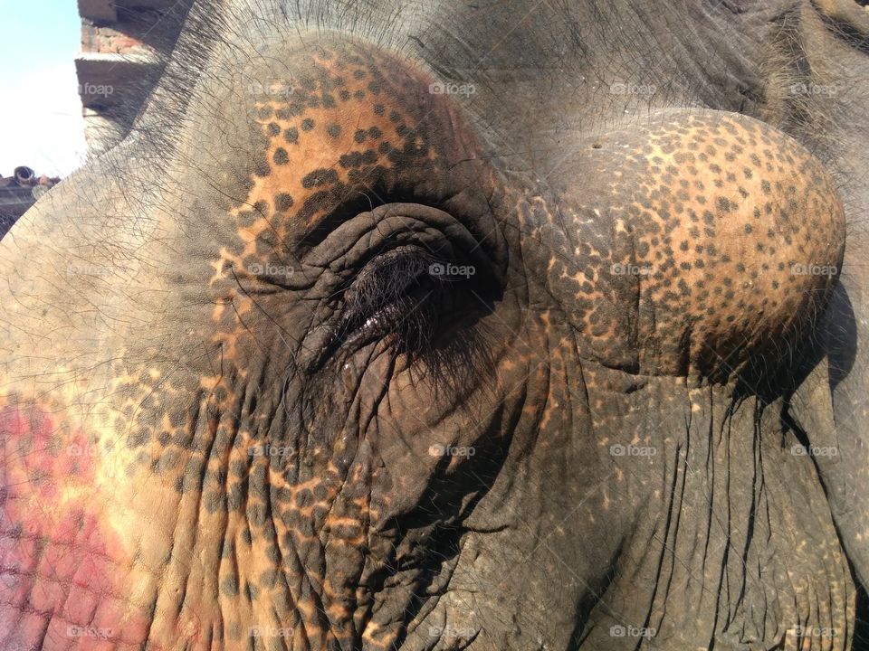 Elephant Eye