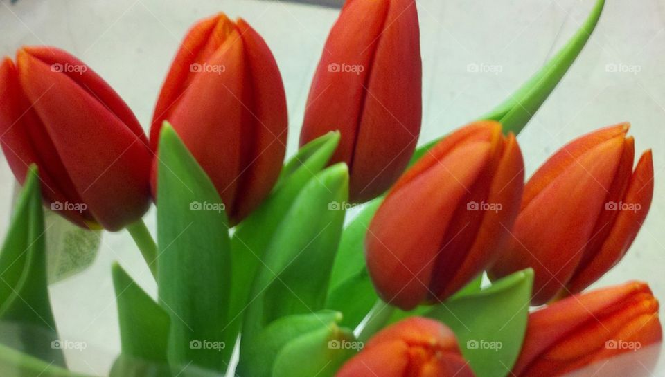tulips
