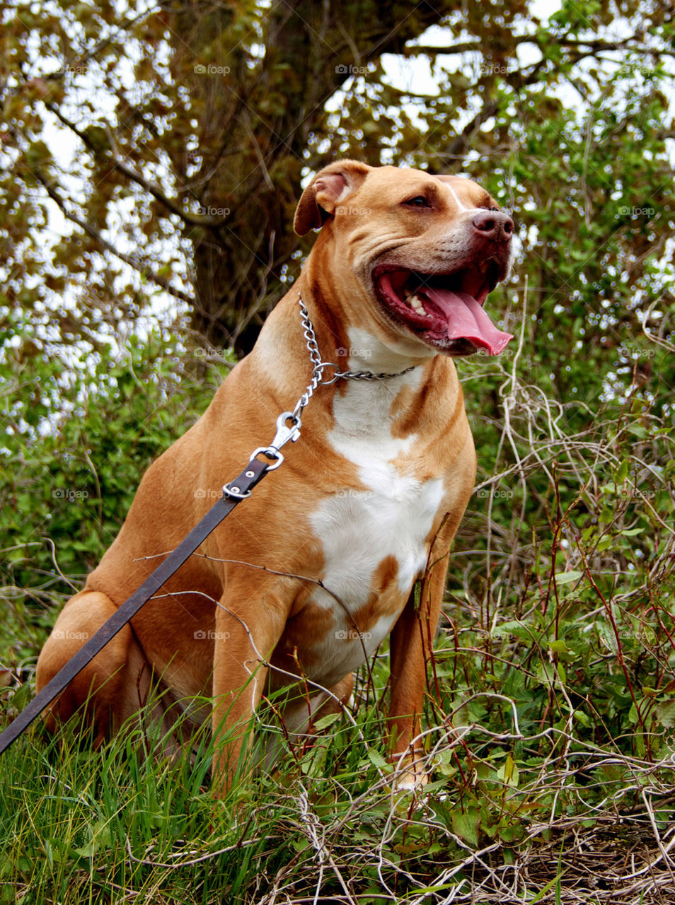 Dog sticking out tongue