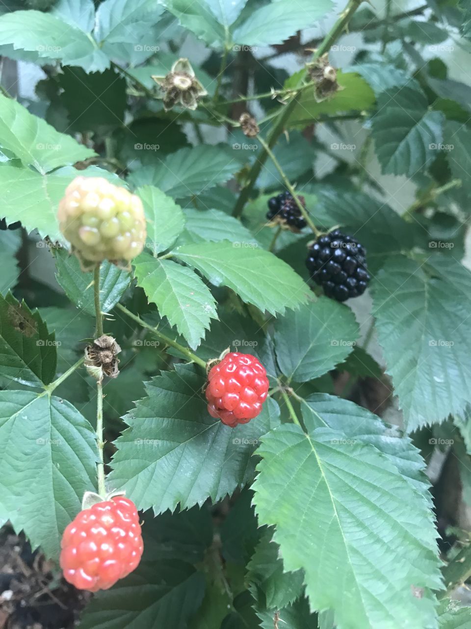 Berries - Rasberry