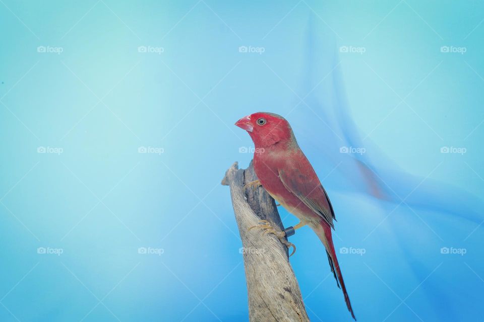 finch crimson