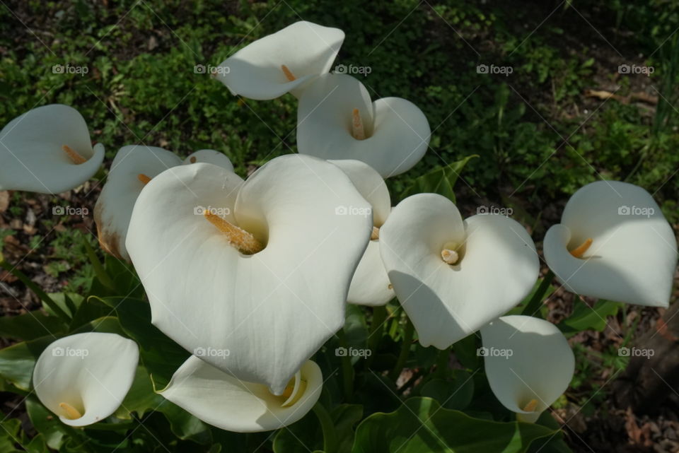 Altar Lily
Arum Lily
Calla Lily
Zanredeschia Aethiopica L. Spreng 
Spring 
California Flowers