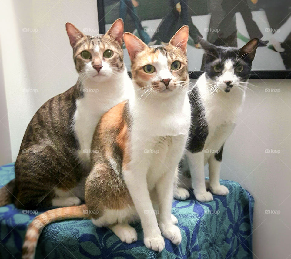 Three cats posing for a photo