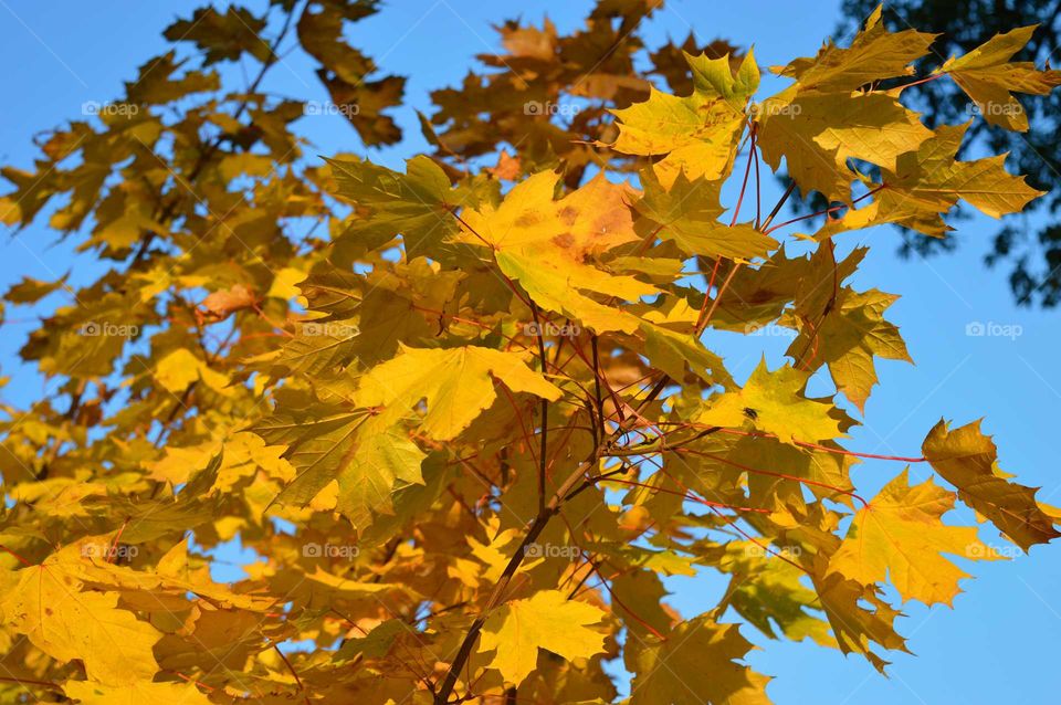 Maple leaves in autumn