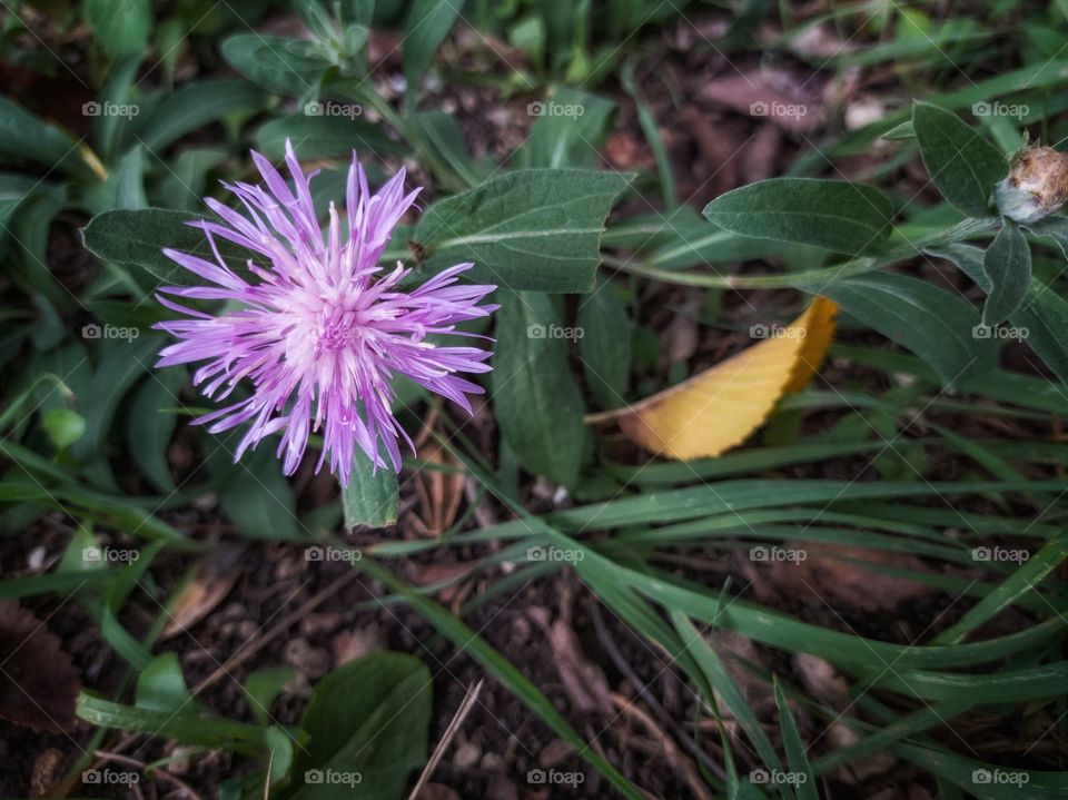 The flower is a field cornflower.