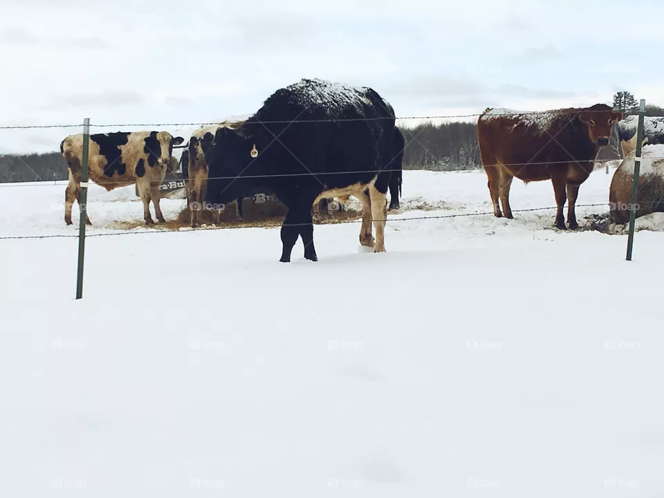 Cows