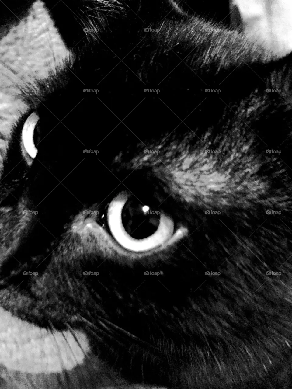 Black cat