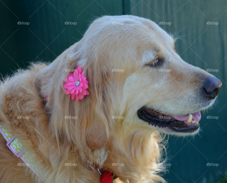 Golden Retriever Dogs are the most reliable,faithful,kind and intelligent canines to own! They are friendly and child adaptable! They love people and have big smiles.