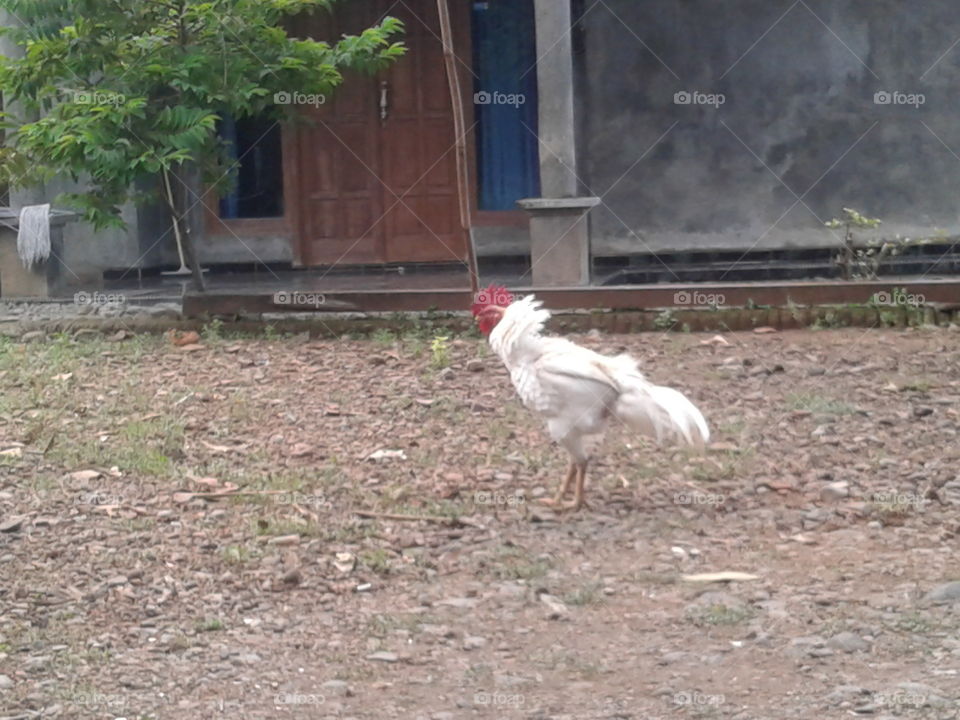 Bird, Nature, Grass, Animal, No Person