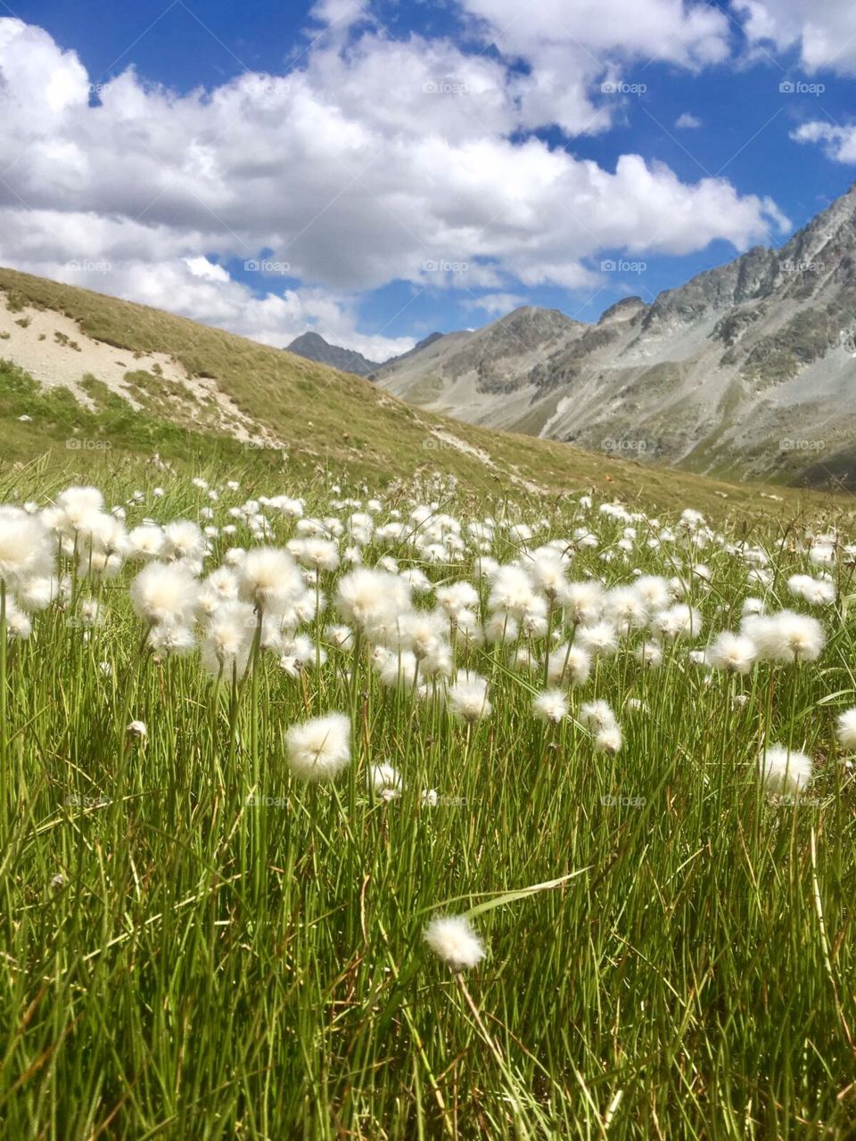 Swiss alps hiking