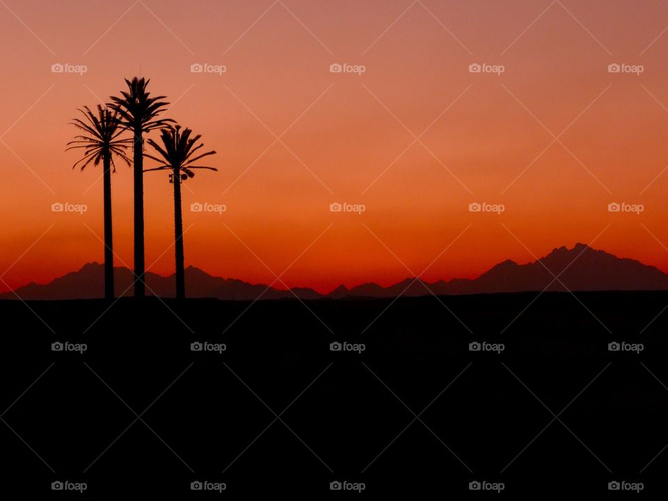 Sunrise with Silhouette of Palm trees