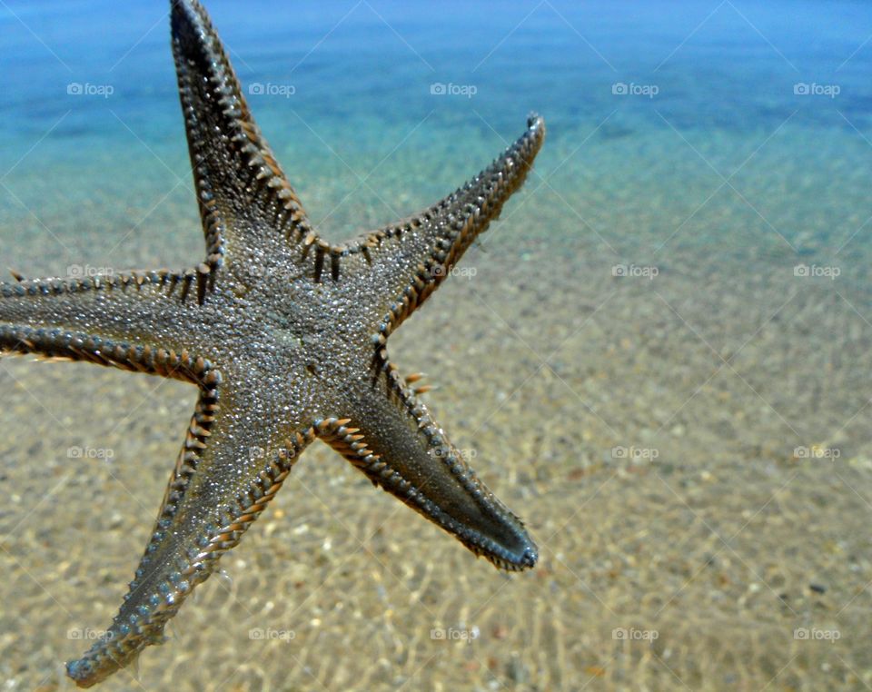 starfish in front of sea