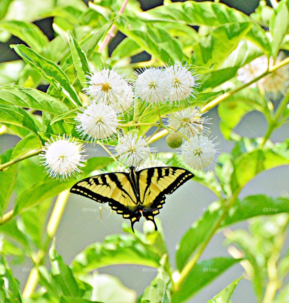 nature butterfly, yellow and black butterfly resting on a flower.