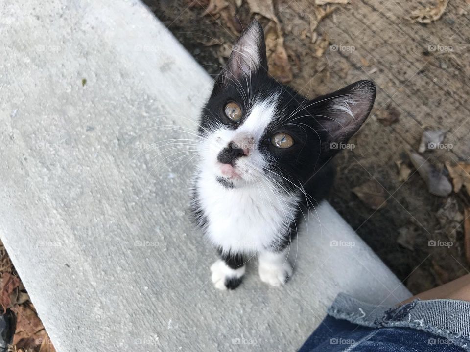 Adorable black and white kitten looking up