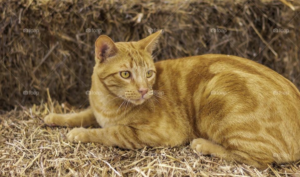Ginger cat on hay bales 