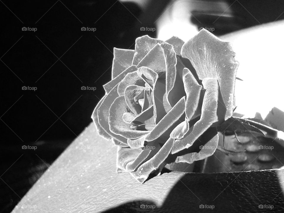 Harsh sunlight, marking the end of a fruitful spring, beats down upon a singular rose and compliments the rose's soft velvet petals.