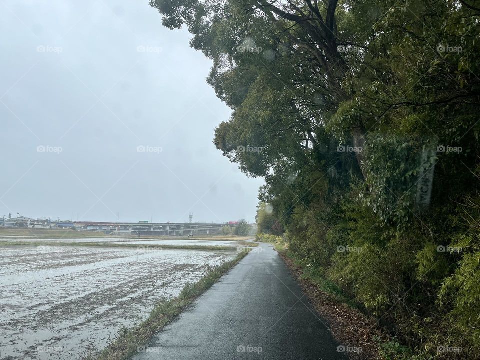 Rice fields when it rains in early spring are full of fog.