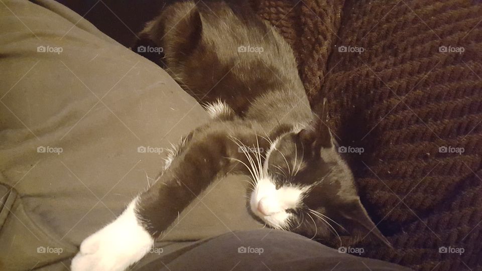 cat napping and hugging a leg