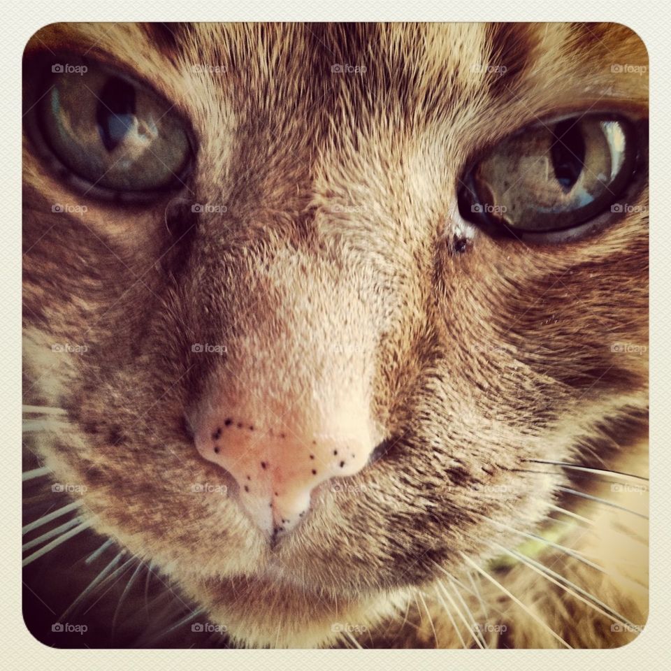 Cat portrait