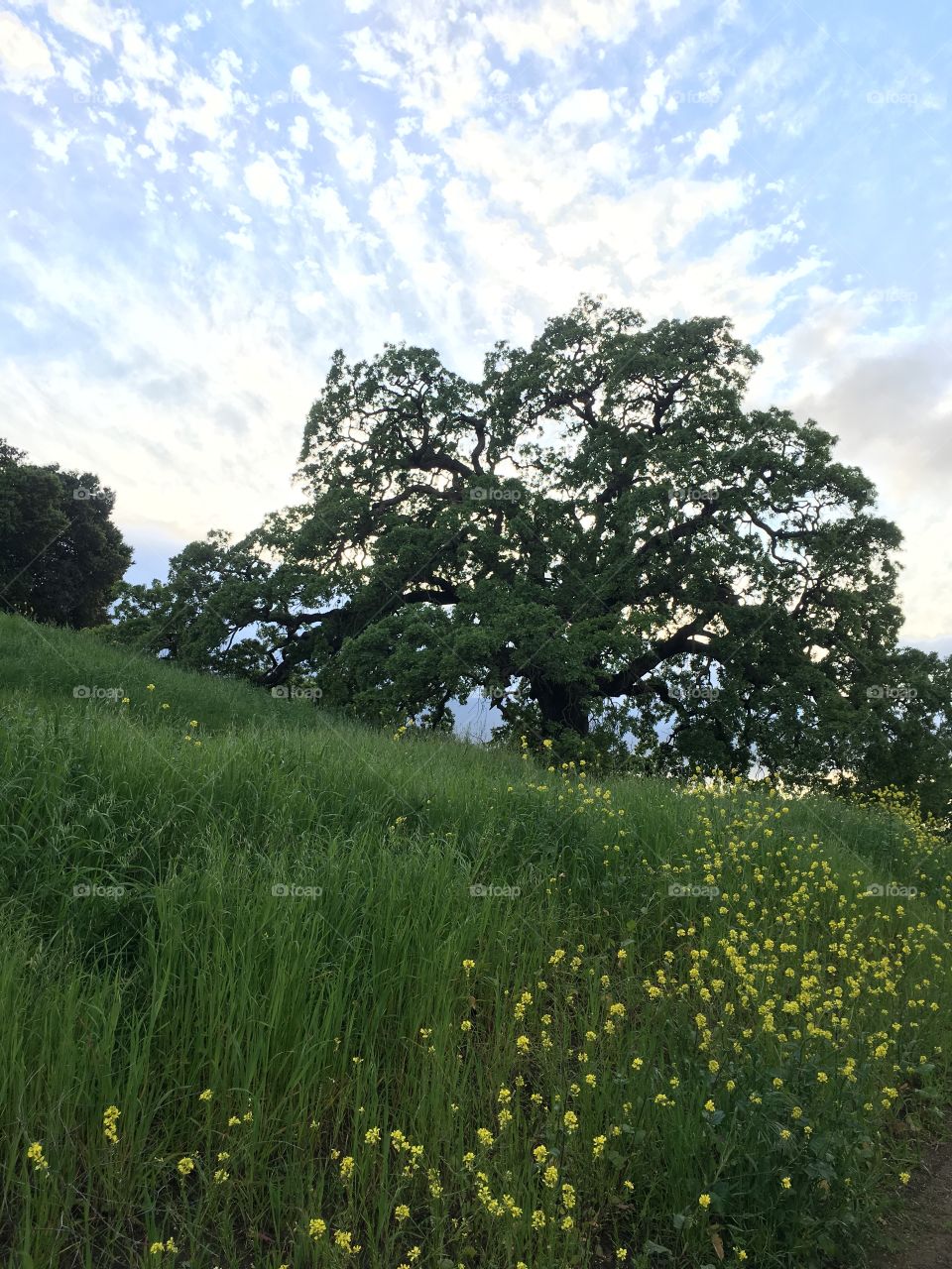 California oak
