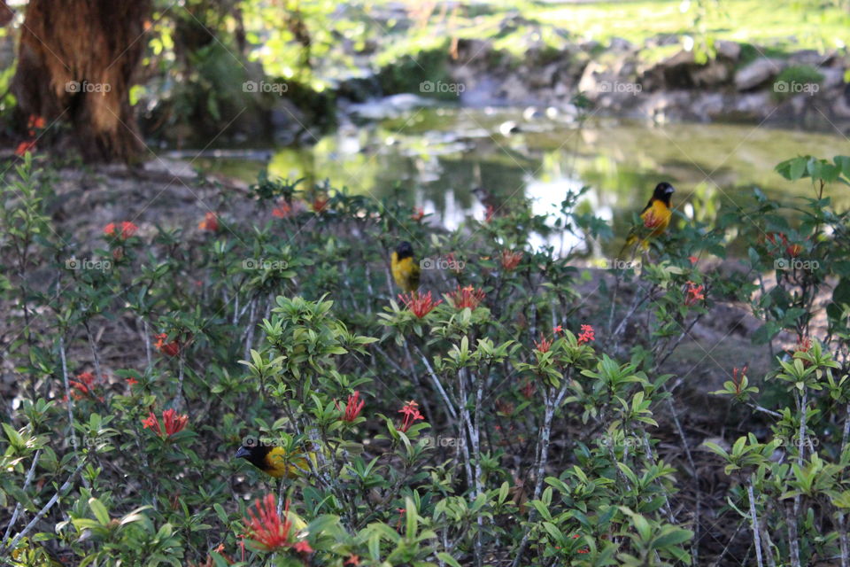 caribbean birds