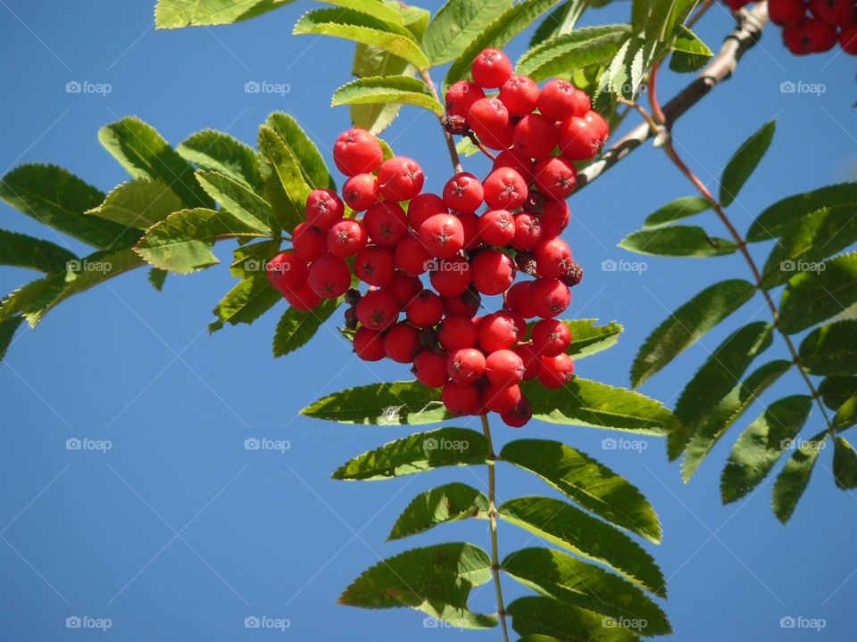 Rönnbär. Berries