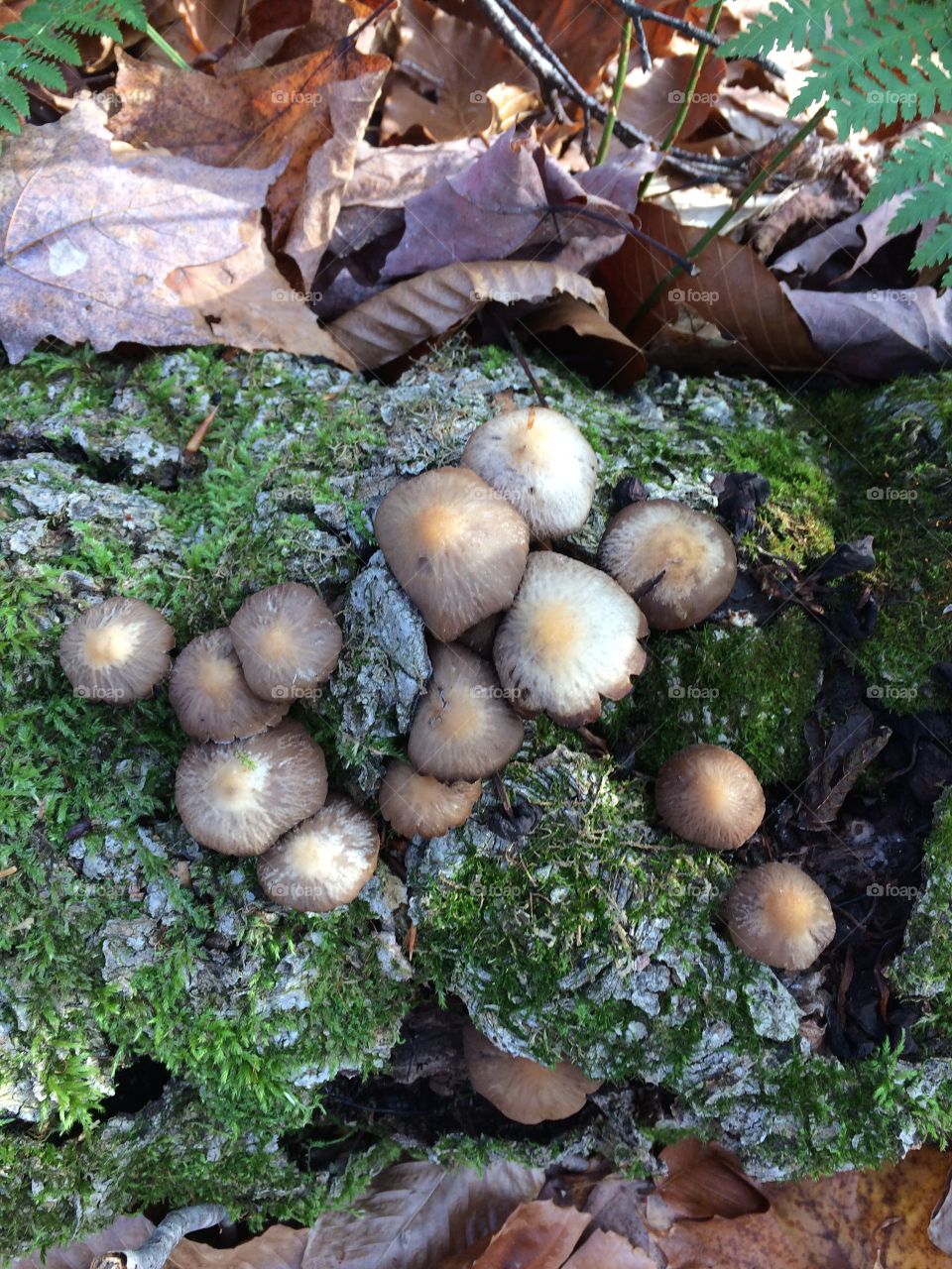 Mushrooms in the fall