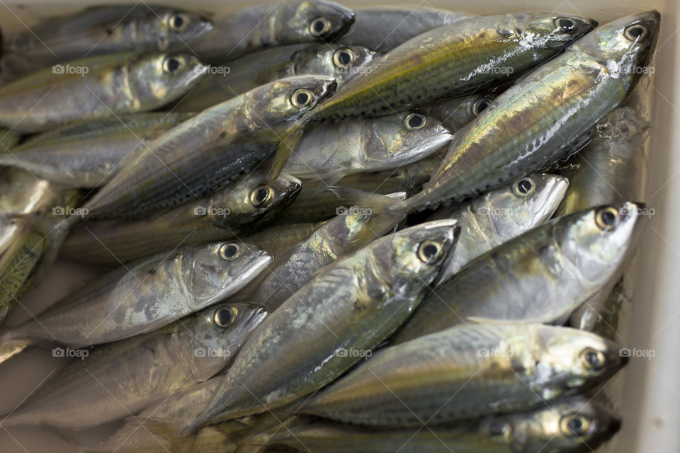 Fresh catch of the day. at a local market in Thailand