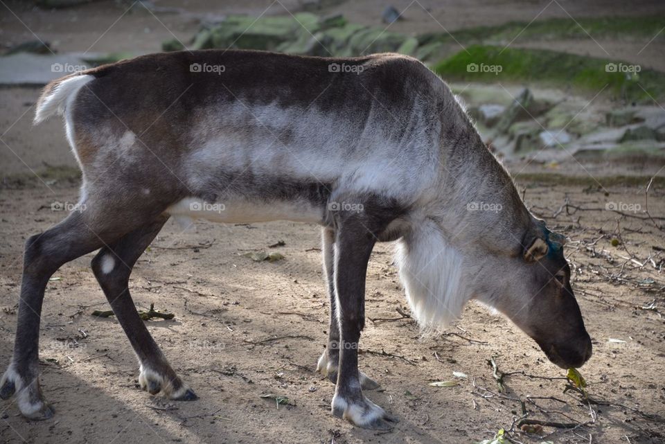 A reindeer at the zoo
