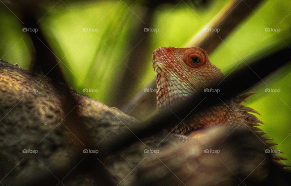 Oriental garden lizard on a basking day