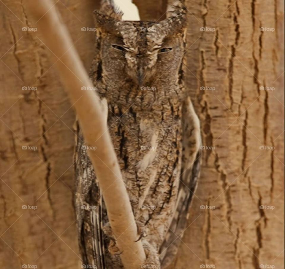 desert owl