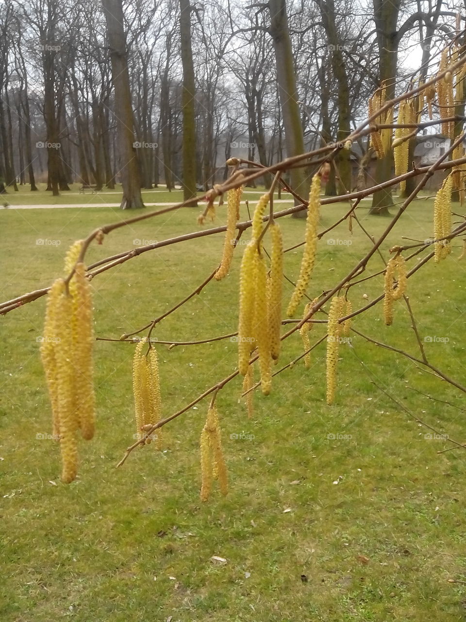 Nature . Spring returned, nature awakes!  Hazel branches. 