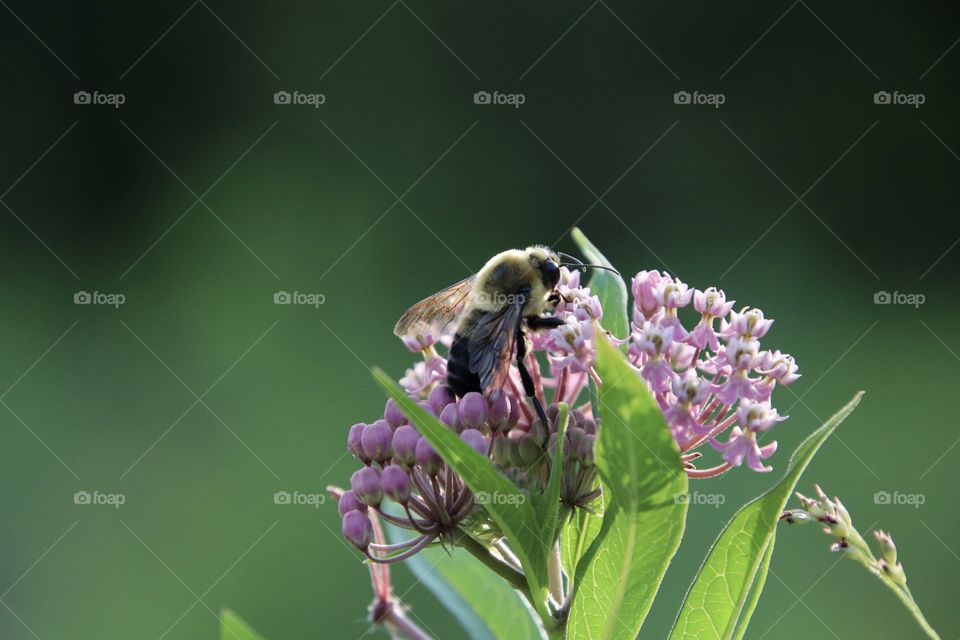 Bee pollinating beautiful purple flowers  