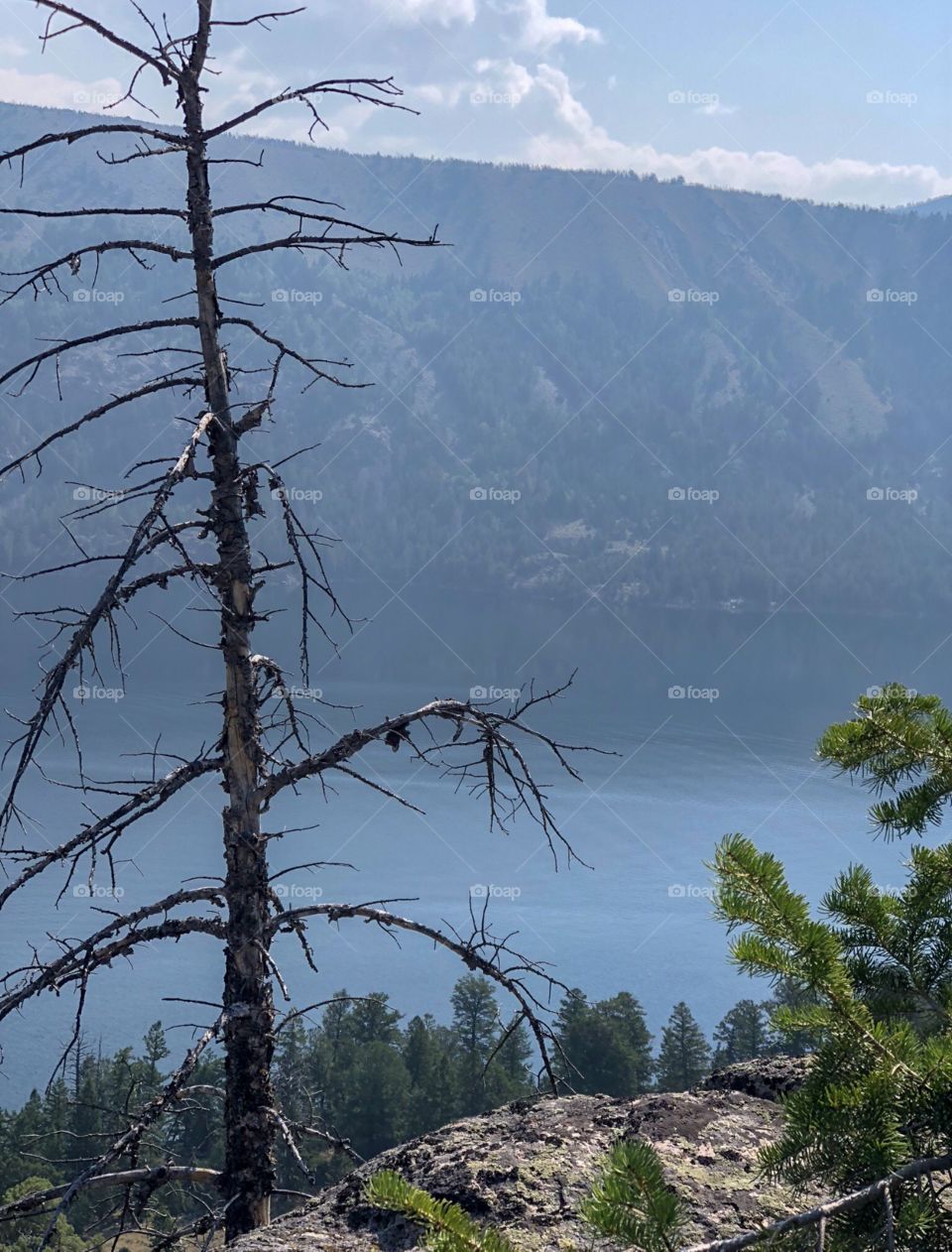 Charlie Brown tree on the top of a mountain overlooking Fremont lake.