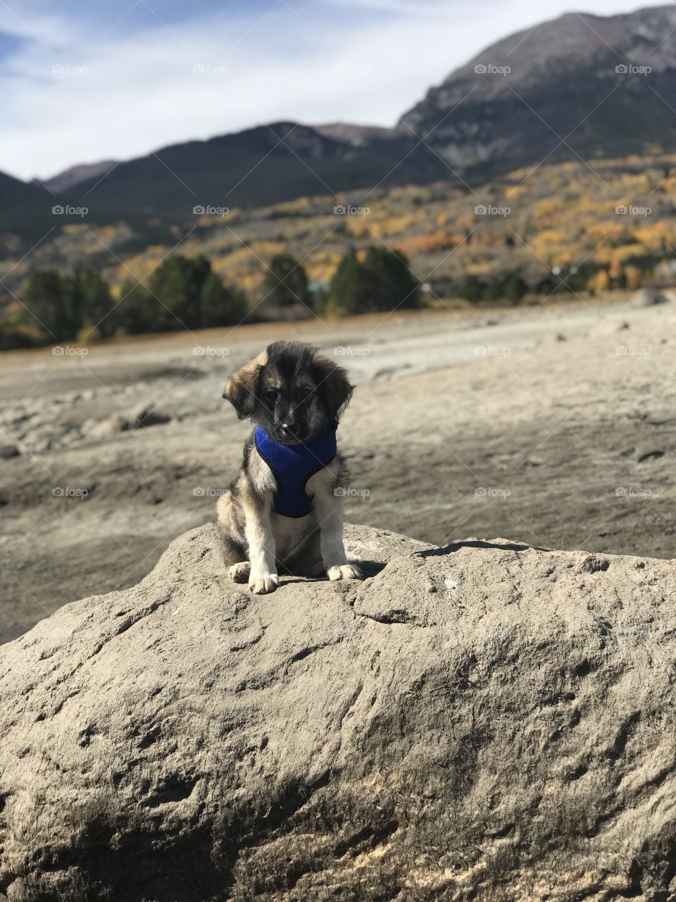 Mountain puppy