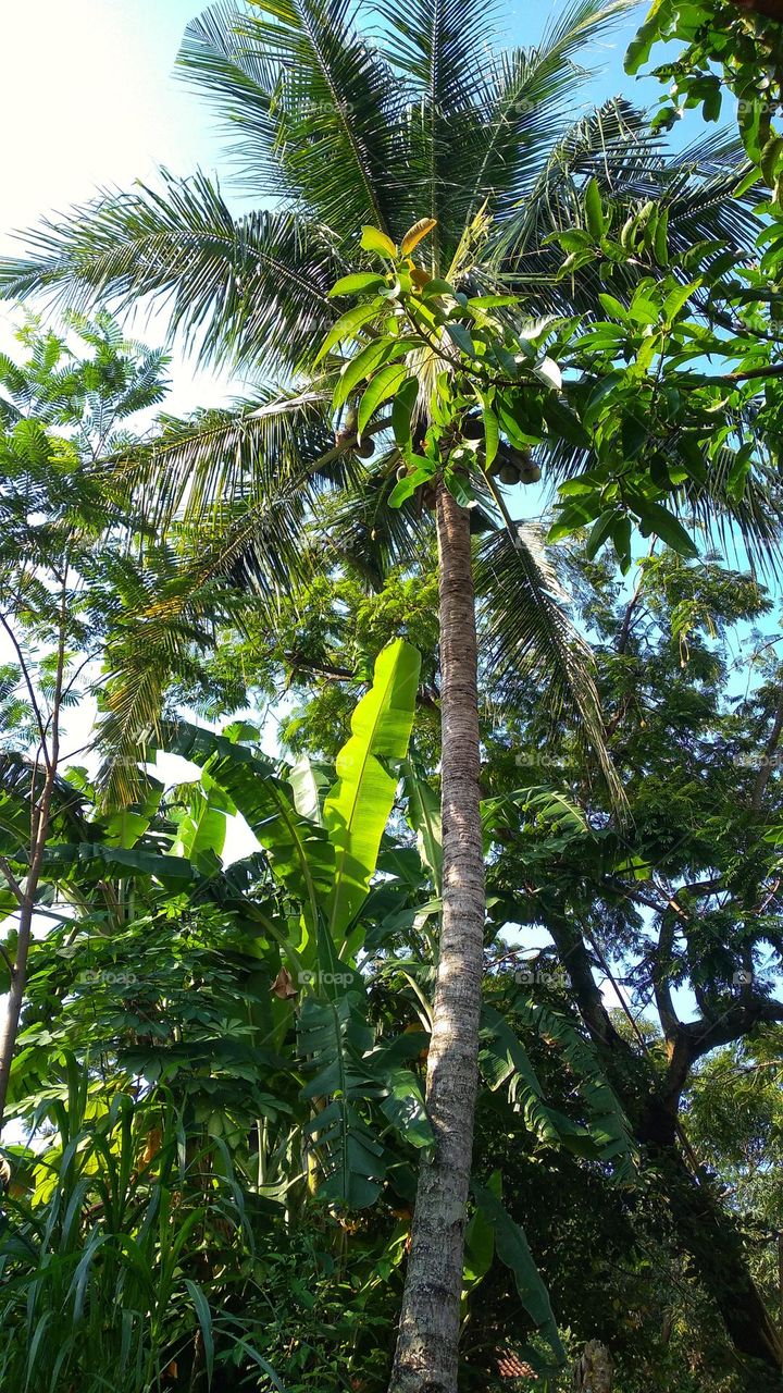 Tall coconut trees towering over the plantation