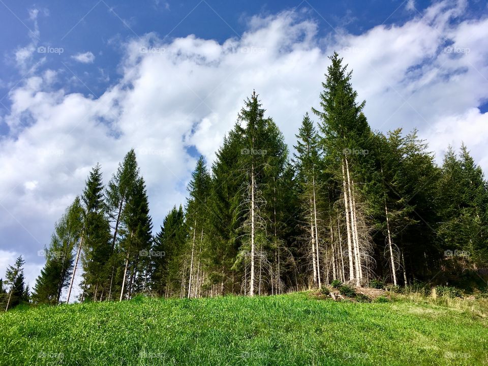 alpine landscape of meadows and woods on the background of the dolomites