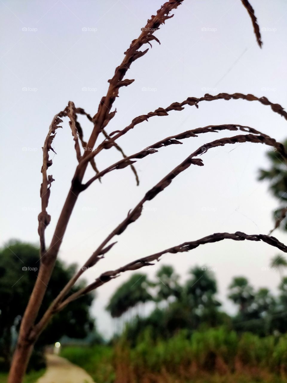 Dry cereal plant also have beauty.