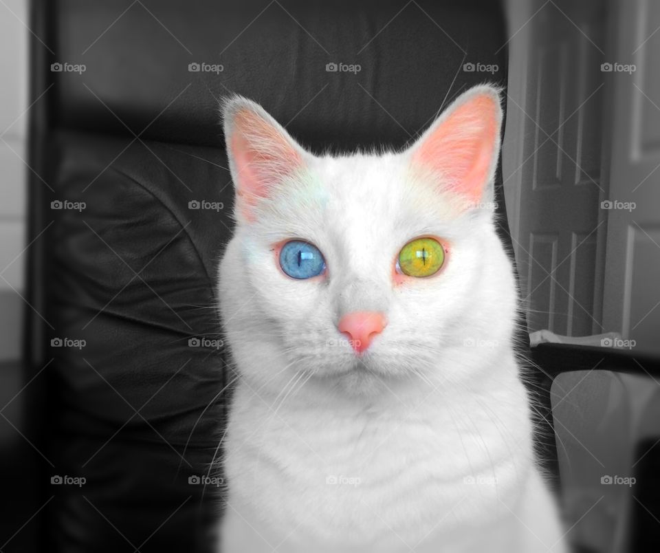 A gorgeous snow white cat with different colored eyes.