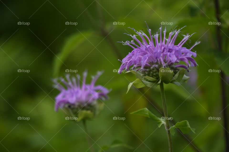 purple flowers