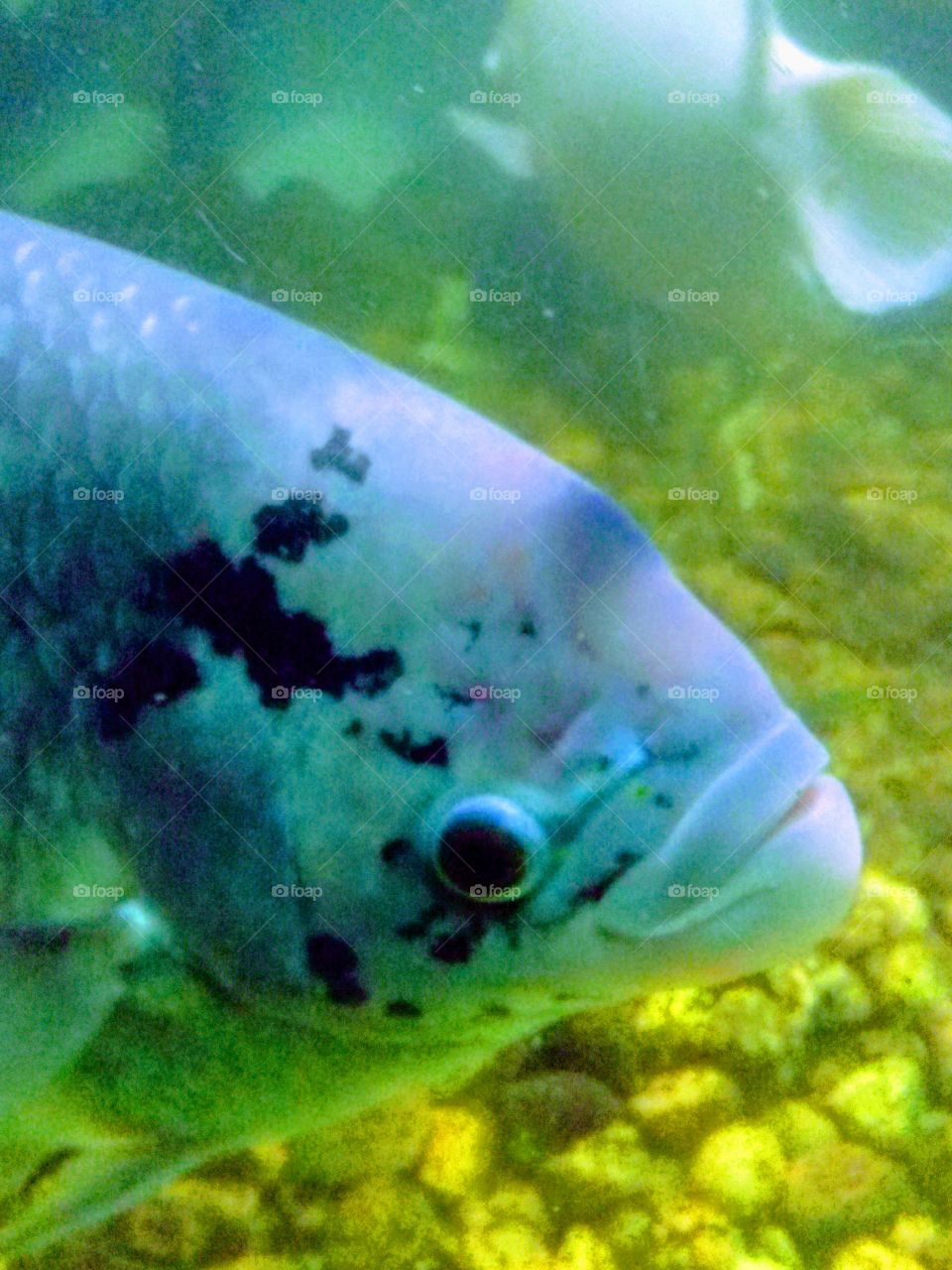 Cute Looking fish