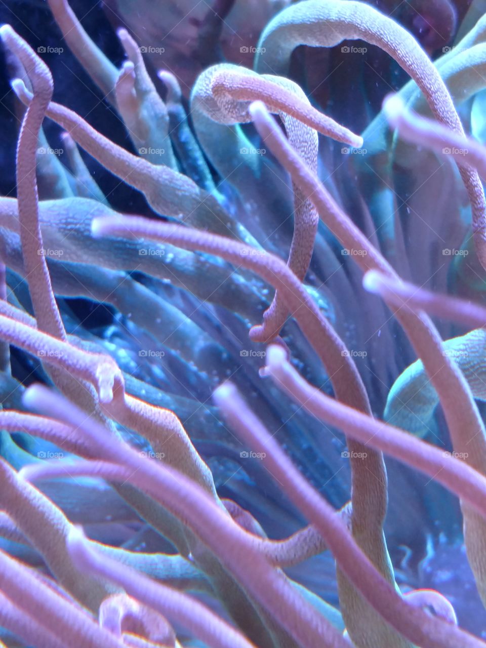 Rose bubble tip anemone