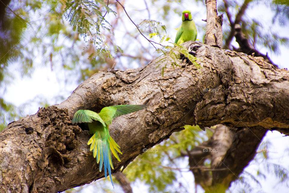 Green Parrots in forest, wildlife